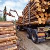 Gekapte boomstammen laden op vrachtwagen
