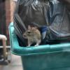 rat op een vuilnisbak